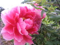 vignette pivoine arbustive rose