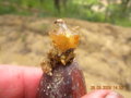 vignette QuercusGLAND (Acorn) quercus resinosa