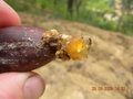 vignette Quercus resinosa(Gland,Acorn)