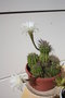 vignette echinopsis de loin