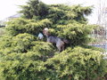 vignette Juniperus x media 'Pfitzeriana Aurea' 1 voir mon commentaire
