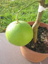 vignette citrus maxima (tahiti) avec fruit