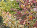 vignette Couleurs d'automne avec Hamamelis intermedia Jelena, Cornus florida rainbow, Hamamelis mollis pallida au 20 10 09