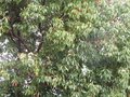 vignette Cinnamomum camphora (camphrier) au 20 10 09