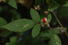 vignette Rubus croceacanthus croceacanthus