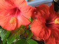 vignette Hibiscus rosa sinensis au 21 10 09
