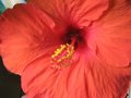 vignette Hibiscus rosa sinensis gros plan au 21 10 09