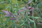 vignette Nandina domestica 'Monum' (= 'Plum Passion')