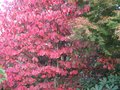 vignette Cornus florida rainbow tout rouge au 21 10 09