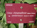 vignette Cistus chinamadensis ssp ombriosus