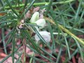 vignette Grevillea gracilis alba au 22 10 09