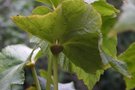 vignette Begonia emeiensis