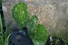 vignette Begonia sizemorrae