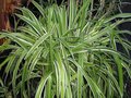 vignette Chlorophytum comosum 'Ocean'