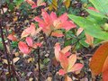 vignette Rhododendron Canby  l'automne au 23 10 09