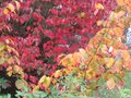 vignette Couleurs d'automne avec Hamamelis intermedia jelena et cornus florida rainbow au 23 10 09