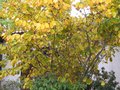 vignette Hamamelis mollis pallida dans son dbut de jaune automnal au 23 10 09
