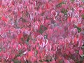vignette Cornus florida rainbow tout rouge au 23 10 09