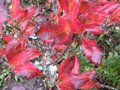 vignette Rhododendron Mount rainier flamboyant au 23 10 09