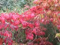 vignette Acer japonicum aconitifolium autre vue au 23 10 09