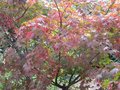 vignette Acer palmatum osakasuki qui vire à l'automne au 23 10 09