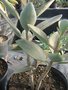 vignette Kalanchoe orgyalis