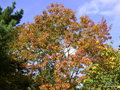 vignette Vue de ma fentre sur ' Quercus rubra ' dans mon petit parc