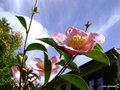 vignette Camlia ' Plantation pink ' camellia sasanqua odorant