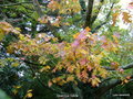 vignette Quercus rubra