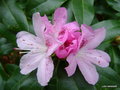 vignette Rhododendron ' Cheer '