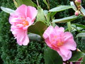 vignette Camlia ' Sowa-no-sakae ' camellia  hiemalis, odorant
