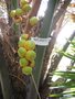 vignette Butia odorata  (fruits )
