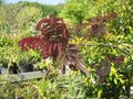 vignette Albizia julibrissin 