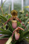 vignette Paphiopedilum sp. 1 (Orchide)