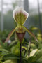 vignette Paphiopedilum sp. 2 (Orchide)