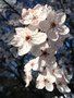 vignette Prunus cerasifera 'Nigra'