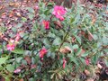 vignette Camelia sasanqua Kanjiro en novembre 2008