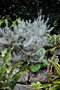 vignette hellicrysum