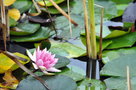 vignette lotus