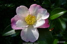 vignette Camlia  ' Rainbow ' camellia sasanqua odorant