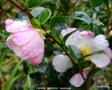vignette Camlia ' Versicolor ' camellia sasanqua