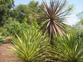 vignette Cordyline australis 'purpurea' ?