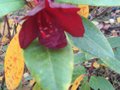vignette Rhododendron Impy gros plan au 25 10 09