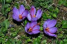 vignette Crocus sativus - safran