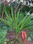 vignette Trachycarpus ukrulense, mon jardin