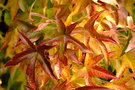 vignette Liquidambar styraciflua aurea - feuille d'automne