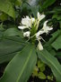 vignette Hedychium (sp ou hybride ?) / Zingiberaceae - Zingiberaces