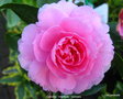 vignette Camlia ' Interlude ' camellia  hiemalis