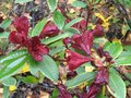 vignette Rhododendron Impy qui profite de la douceur au 26 10 09