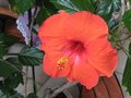 vignette Hibiscus rosa sinensis toujours bien fleuri au salon au 26 10 09